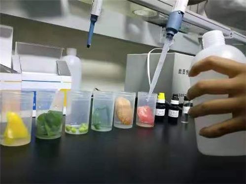 长江实验小学 做食品安全的守望者,让孩子食之放心